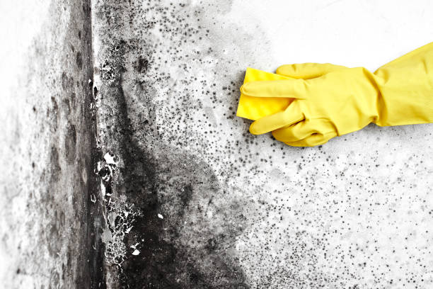 Best Office Mold Removal Services  in Clovis, CA