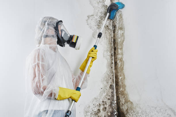 Best Affordable Mold Removal  in Clovis, CA
