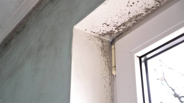 Best Mold Remediation  in Clovis, CA