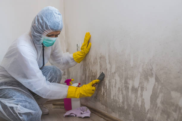Best Certified Mold Removal  in Clovis, CA