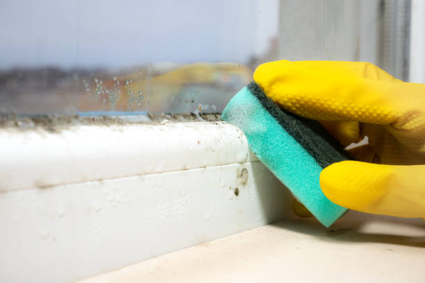 Best Local Mold Removal Service  in Clovis, CA