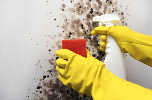 Best Toxic Mold Removal  in Clovis, CA