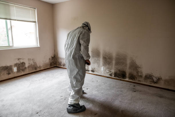 Clovis, CA Mold Removal Company