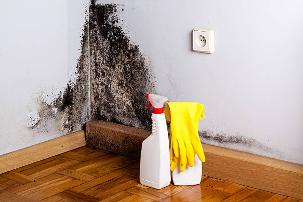 Best Black Mold Removal  in Clovis, CA