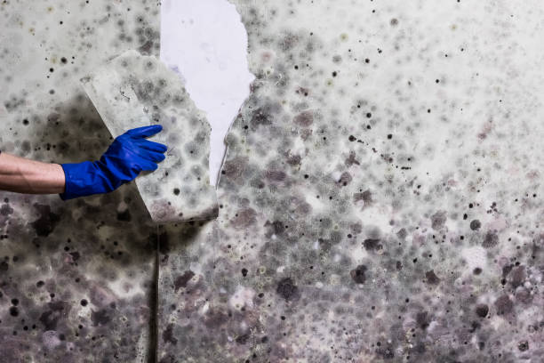 Office Mold Removal Services in Clovis, CA
