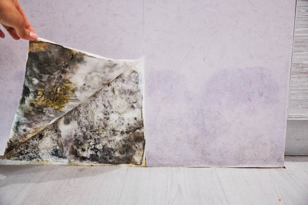 Best Best Mold Removal Companies  in Clovis, CA